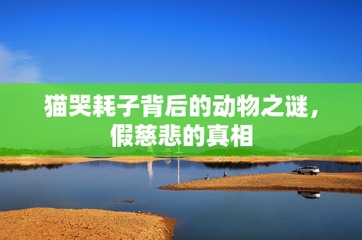猫哭耗子背后的动物之谜，假慈悲的真相