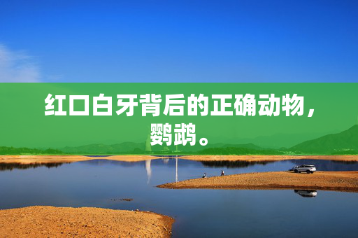 红口白牙背后的正确动物，鹦鹉。