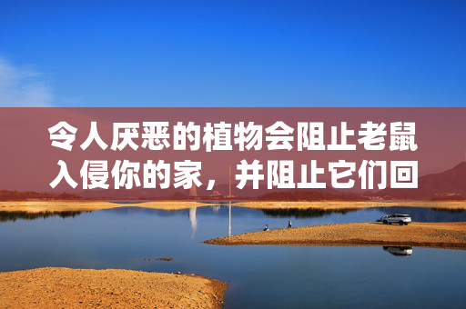 令人厌恶的植物会阻止老鼠入侵你的家，并阻止它们回来