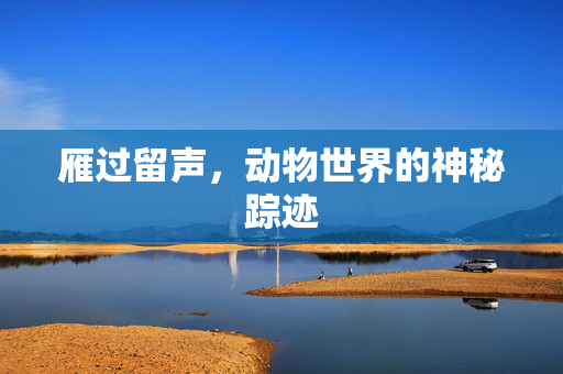 雁过留声，动物世界的神秘踪迹