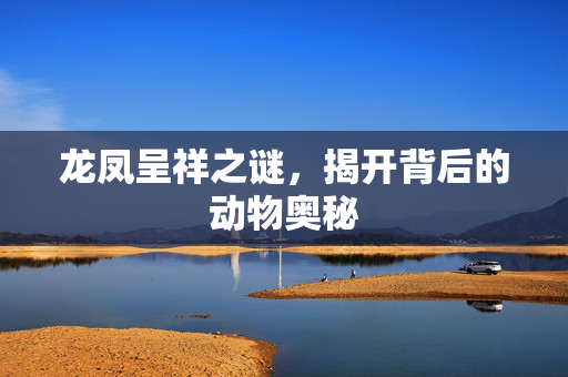 龙凤呈祥之谜，揭开背后的动物奥秘