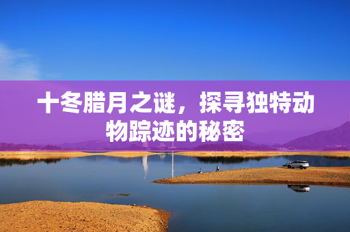 十冬腊月之谜，探寻独特动物踪迹的秘密