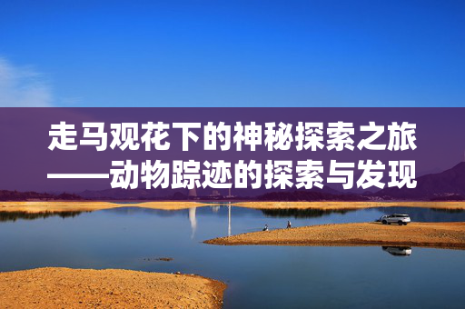 走马观花下的神秘探索之旅——动物踪迹的探索与发现