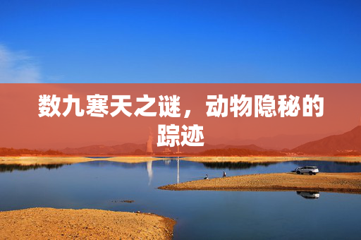 数九寒天之谜，动物隐秘的踪迹