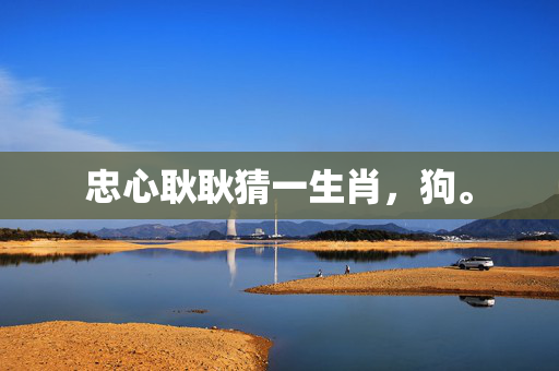 忠心耿耿猜一生肖，狗。