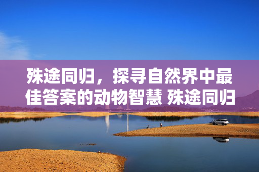 殊途同归，探寻自然界中最佳答案的动物智慧 殊途同归最佳答案什么动物