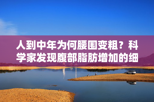 人到中年为何腰围变粗？科学家发现腹部脂肪增加的细胞元凶