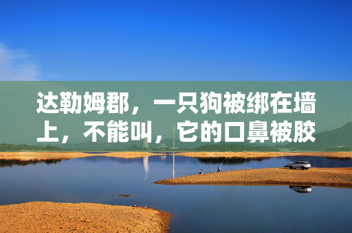 达勒姆郡，一只狗被绑在墙上，不能叫，它的口鼻被胶带缠住