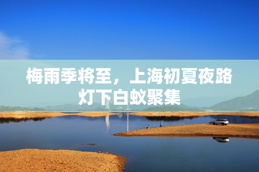 梅雨季将至，上海初夏夜路灯下白蚁聚集