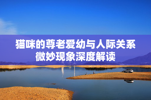 猫咪的尊老爱幼与人际关系微妙现象深度解读