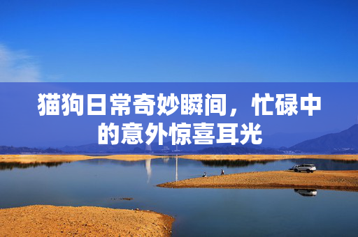 猫狗日常奇妙瞬间，忙碌中的意外惊喜耳光