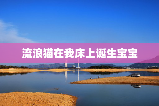 流浪猫在我床上诞生宝宝