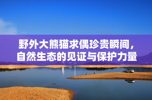 野外大熊猫求偶珍贵瞬间，自然生态的见证与保护力量