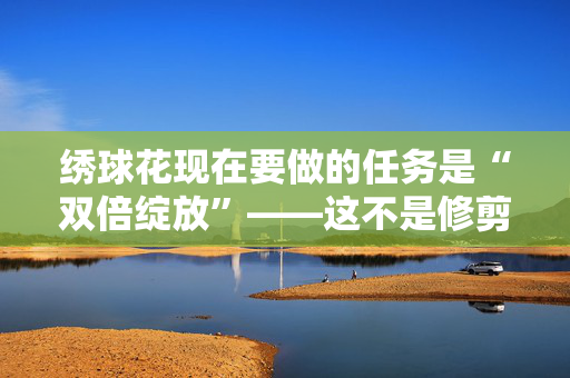 绣球花现在要做的任务是“双倍绽放”——这不是修剪
