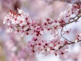 艾伦·蒂奇马什敦促园丁们在整个冬天都要买这种树，因为它会开花