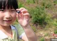 （乡村行•看振兴）浙江乡村：时令果蔬迎丰收“甜蜜经济”促振兴