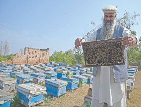 B计划：巴基斯坦养蜂人扩大了对鲜花的追求