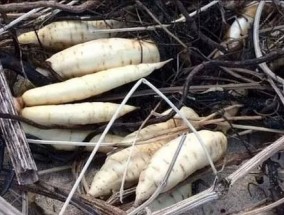 紧急警告遛狗者，神秘的海边疾病导致宠物“倒地死亡”