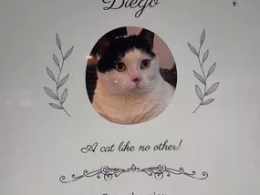 maffs明星Sacha Jones被迫为为她的猫举行葬礼辩护