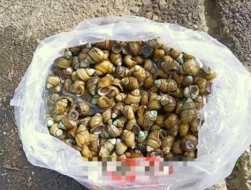 大量螺类生物现身湘江，有人“一捞一麻袋”！专家：不建议食用，捕捞野生螺可能被处罚