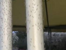 意大利托斯卡纳的一个海滩小镇被蠓入侵。居民们寻求紧急状态来应对