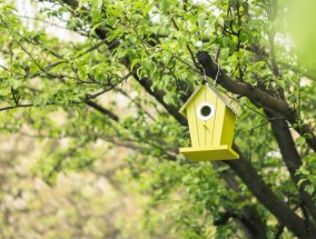 3月份鸟类进入重要周期，向任何有鸟箱的人发出紧急警告