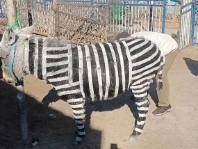 中国动物园因将驴像斑马一样涂成黑白而遭到抨击